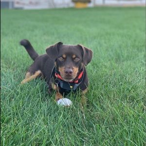 Meet your Posher, Calliebea